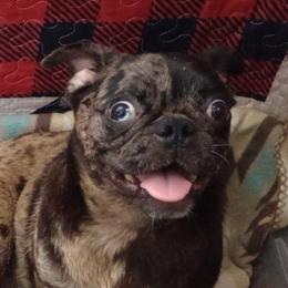 MYTH - Pug