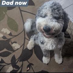 Double Doodles from Parker's Alpine Sheepadoodles