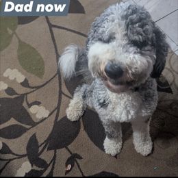 Double Doodles from Parker's Alpine Sheepadoodles