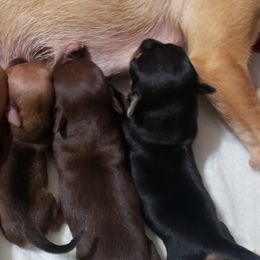 Chihuahuas from Sol Gonzalez's Chihuahua Puppies