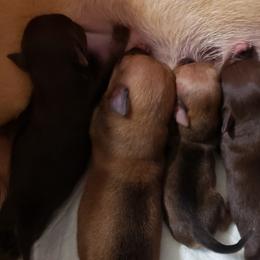 Chihuahuas from Sol Gonzalez's Chihuahua Puppies