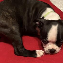 Boston Terriers from Boston Babies