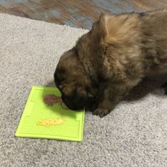 Leonberger Puppies from Tipping Point Leonbergers