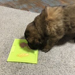 Leonberger Puppies from Tipping Point Leonbergers