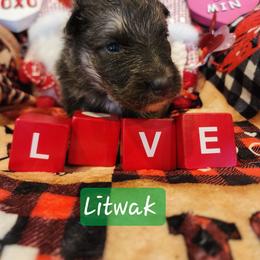 Litwak - Blue male German Shepherd puppy in Los Lunas, New Mexico from Mali's German Shepherds LLC