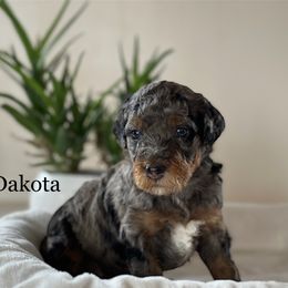 Girl 7 - Poodle puppy in Utah from Red Mountain Poodles