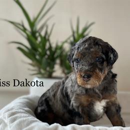 Girl 7 - Poodle puppy in Utah from Red Mountain Poodles