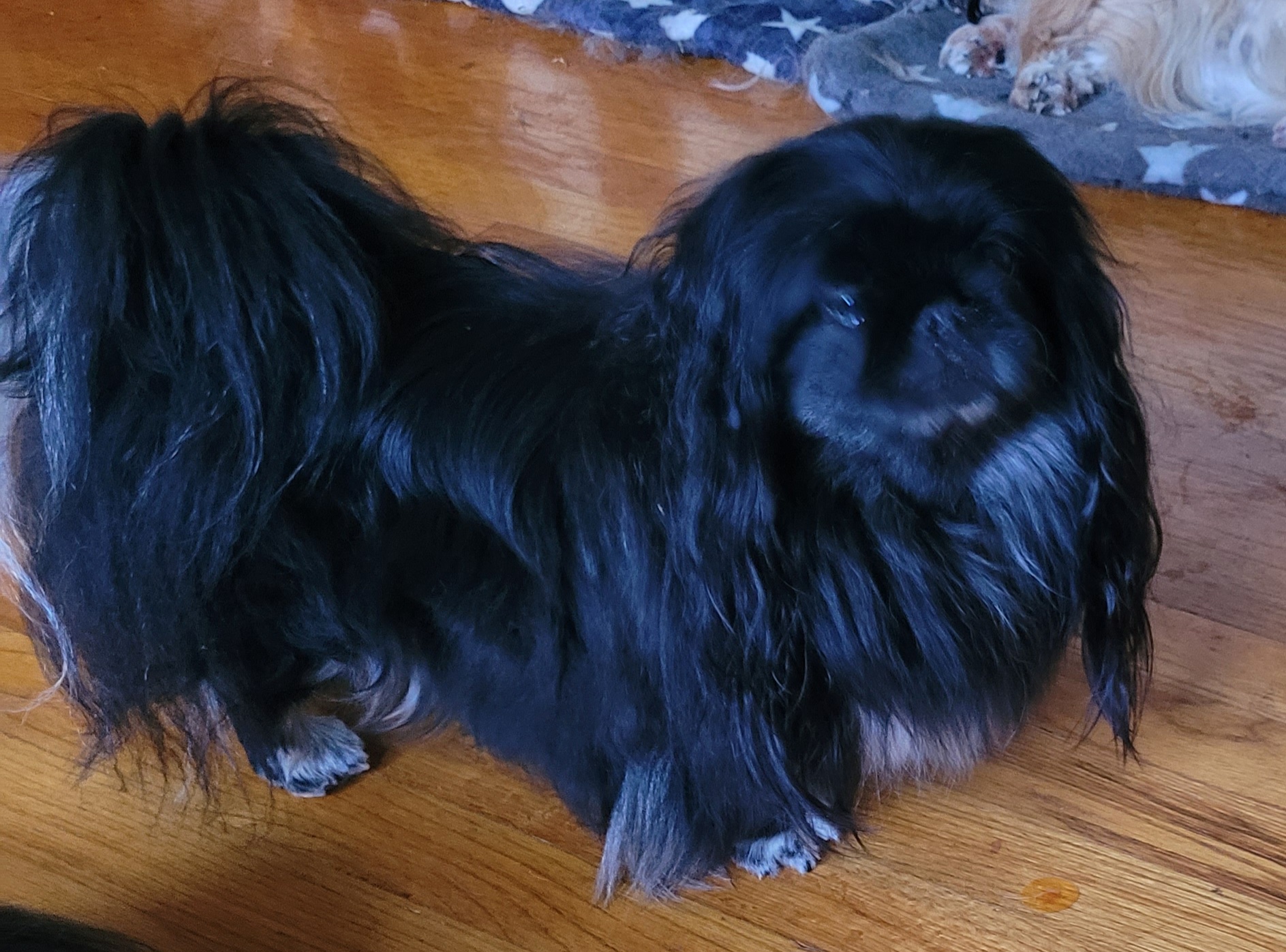 Louisa - Pekingese