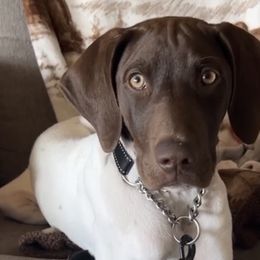 Rip - Liver and white German Shorthaired Pointer puppy in Corcoran, California from Hidden Valley Kennels