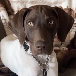 Rip - Liver and white German Shorthaired Pointer puppy in Corcoran, California from Hidden Valley Kennels