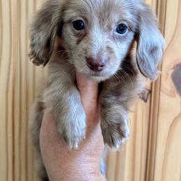 SPANGLE - Dapple male Dachshund puppy in Delano, Tennessee from Olive Branch Acres