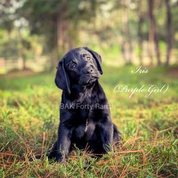 Purple Girl - Black female Labrador Retriever puppy in Plant City, Florida from BAK Forty Ranch