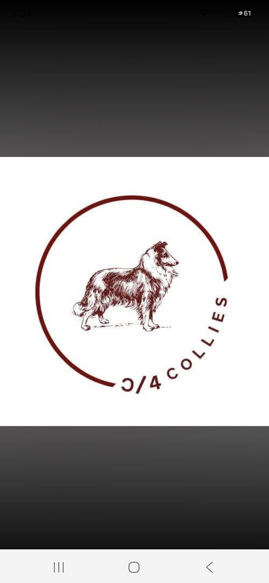 C4 Collies in Montana | Collie puppies | Good Dog