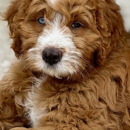 Bernedoodle Puppies from Palmetto Bernedoodles Boutique