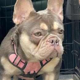 Lilo - French Bulldog