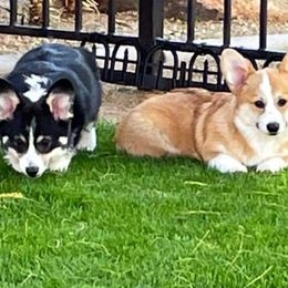 Pembroke Welsh Corgi Puppies from Cattal Corgis