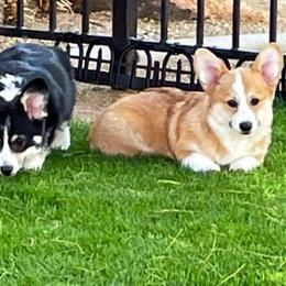 Pembroke Welsh Corgi Puppies from Cattal Corgis