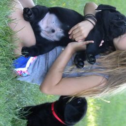 Labrador Retriever Puppies from Freedom Labradors