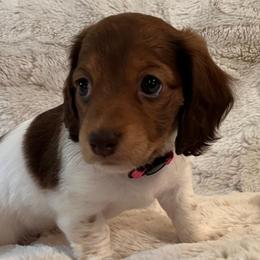 Lady Bug - Piebald female Dachshund puppy in Austin, Texas from Glorious Minis