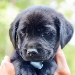 Gray Boy - Black male Labrador Retriever puppy in Linville, Virginia from Virginia Labradors
