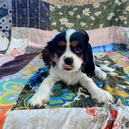 Girl 1 - Tri-color female Cavalier King Charles Spaniel puppy in Avalon Beach, Florida from Cavaliers of Avalon