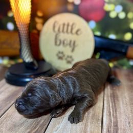 Chocolate male 1 - Chocolate male Labradoodle puppy in Kingston, Georgia from CC Familydoodles