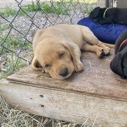 Labrador Retriever Puppies from Fuller Paws of Texas