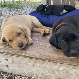 Labrador Retriever Puppies from Fuller Paws of Texas