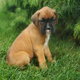 Misty - Fawn female Boxer puppy in Newville, Pennsylvania from Zimmerman's Pets