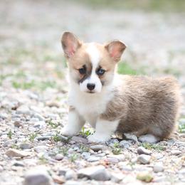 Ladybug - Red female Pembroke Welsh Corgi puppy in Plains, Montana from Diamond Corgis