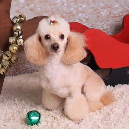 Twixie - Poodle