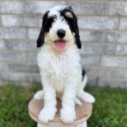 Noodle - Black and white female Bernedoodle puppy in Spring, Texas from At The Cross Kennel