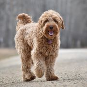 Dilly - Double Doodle