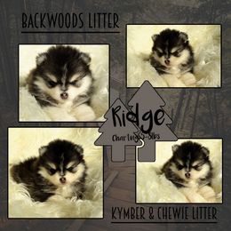 Ridge - Black and white male Pomsky puppy in Claremore, Oklahoma from T-Town Acres