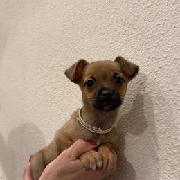 2,300 small size Brownie - Chocolate sabled fawn female Chihuahua puppy in Burleson, Texas from Tiny Diiamond Chihuahua