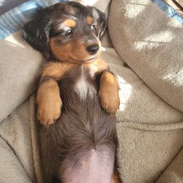 Dachshund Puppies from Ballad of Dachshunds