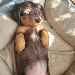 Dachshund Puppies from Ballad of Dachshunds
