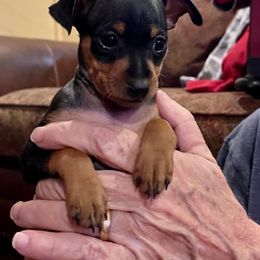 Miniature Pinscher Puppies from RisingStar Miniature Pinschers