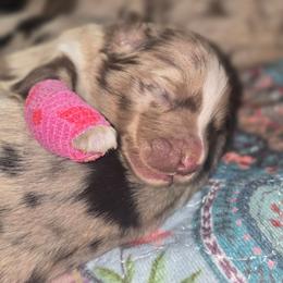 NEMO Red merle (full tail) - Red merle male Australian Shepherd puppy in Rainsville, Alabama from Chaparro Farm