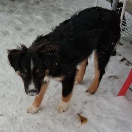 Violet - Black tri female Miniature American Shepherd puppy in Rensselaerville, New York from Callen Kennels