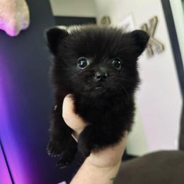 Cubsy ( 9 weeks old) - Black and white female Chihuahua puppy in Alvord, Texas from Gift of Gods Favor