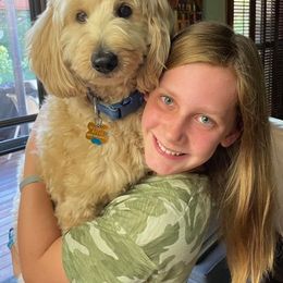 Goldendoodle, Poodle, and Sheepadoodle All Grown Up from Brewer's Goldendoodles & Sheepadoodles