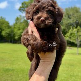 Praline - Chocolate female Assorted Doodle Crosses puppy in Lake Charles, Louisiana from Brandi’s Southern Doodles & Poodles, LLC