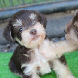 Whimsy - Liver female Miniature Schnauzer puppy in Ferndale, Washington from Blackhorse Schnauzers Washington state