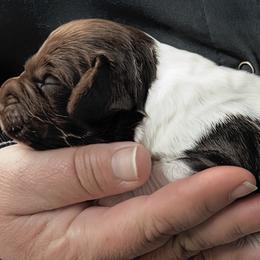 Cece boy 4 - Liver and white male Brittany puppy in Floyd Knobs, Indiana from Cross Creek Brittanys