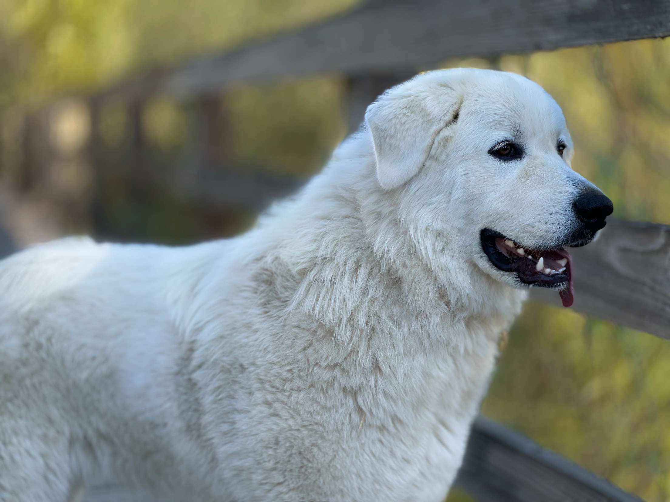 The Yosemite Pyrenees Ranch in California | Great Pyrenees puppies ...