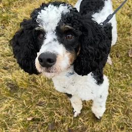 Goldendoodle and Poodle All Grown Up from Mother of Doodles