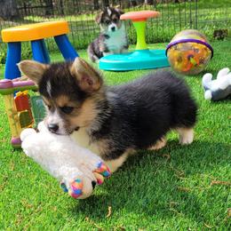 Pembroke Welsh Corgi Puppies from Poso Creek Corgis