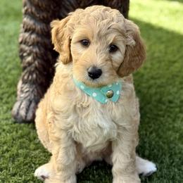 Miss Turquoise - Apricot female Australian Labradoodle puppy in Wake Forest, North Carolina from Lucky Country Labradoodles