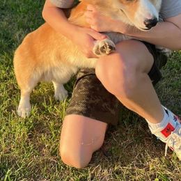 American Corgi All Grown Up from Tori’s Sassy Corgis
